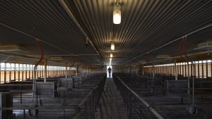 празна фарма свиња 3