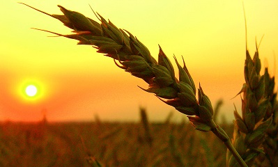 русија извоз пшенице