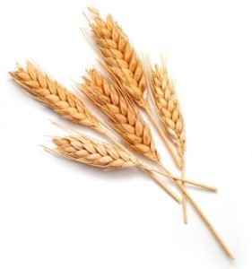 пшеница цена