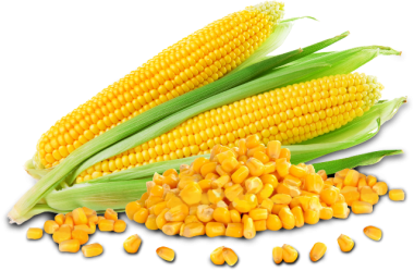 cena kukuruza