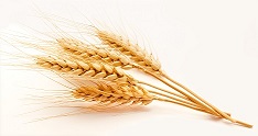 цена пшенице