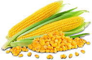цена кукуруза